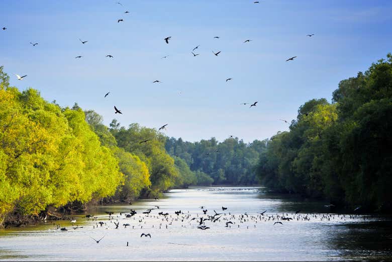 Uno stormo che vola sul Delta del Danubio